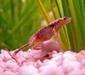 hymenochirus_boettgeri4