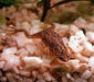 hymenochirus_boettgeri5