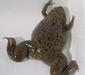 xenopus_laevis1