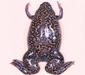 xenopus_laevis2