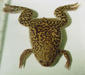 xenopus_laevis3