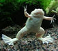 xenopus_laevis4