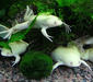 xenopus_laevis5