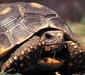 geochelone_carbonaria2