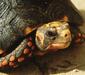 geochelone_carbonaria3