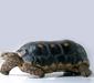 geochelone_carbonaria4