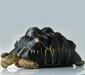 geochelone_elegans1