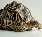 geochelone_elegans3