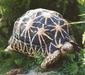 geochelone_elegans5
