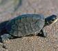 mauremys_caspica1