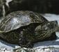 mauremys_caspica2