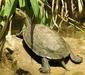 mauremys_caspica3