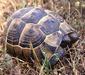 testudo_graeca_linnaeus1