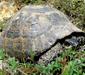 testudo_graeca_linnaeus3