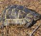 testudo_graeca_linnaeus4