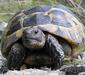 testudo_graeca_linnaeus5
