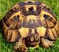 testudo_graeca_linnaeus6