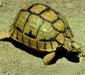 testudo_kleinmanni1