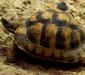 testudo_kleinmanni2