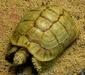 testudo_kleinmanni3