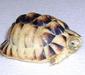testudo_kleinmanni4