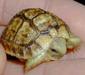 testudo_kleinmanni6