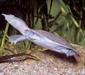 trionyx_sinensis3