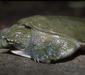 trionyx_sinensis4