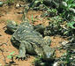 varanus_albigularis_albigularis2.jpg