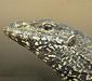 varanus_bengaliensis.jpg