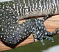 varanus_doreanus.jpg