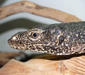varanus_doreanus2.jpg