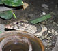varanus_dumerilii.jpg