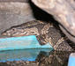 varanus_dumerilii2.jpg