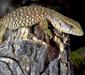 varanus_exanthematicus.jpg