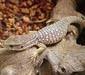 varanus_exanthematicus2.jpg