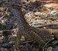 varanus_gouldii_2.jpg