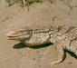 varanus_griseus.jpg