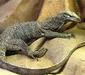varanus_indicus2.jpg