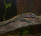 varanus_jobiensis.jpg