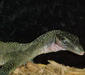 varanus_jobiensis2.jpg