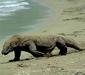 varanus_komodoensis.jpg