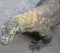 varanus_komodoensis2.jpg