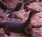 varanus_mertensi_glauert.jpg