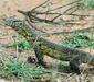 varanus_niloticus.jpg