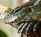 varanus_niloticus2.jpg