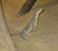 varanus_panoptes_horni.jpg