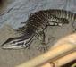 varanus_panoptes_horni2.jpg