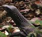 varanus_rudicollis.jpg