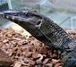 varanus_rudicollis2.jpg